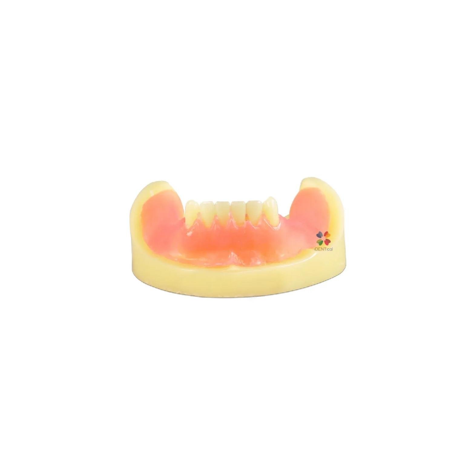 iDENTical Dental Implant Practicing Model Mandible M2009